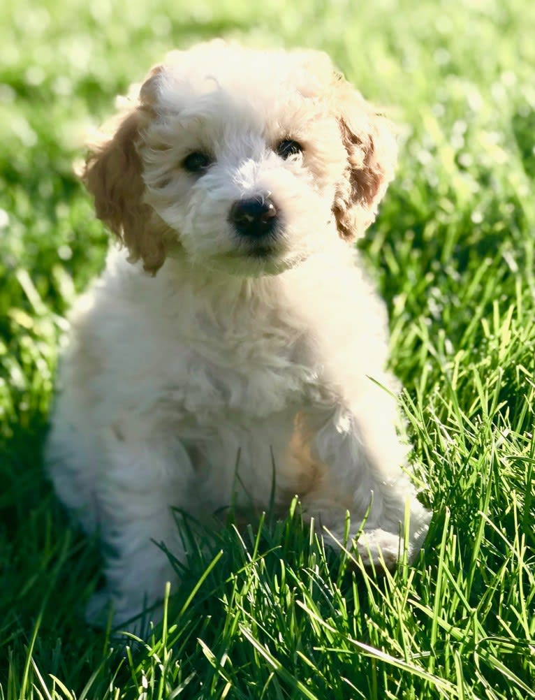 June, a Goldendoodle tested with EmbarkVet.com