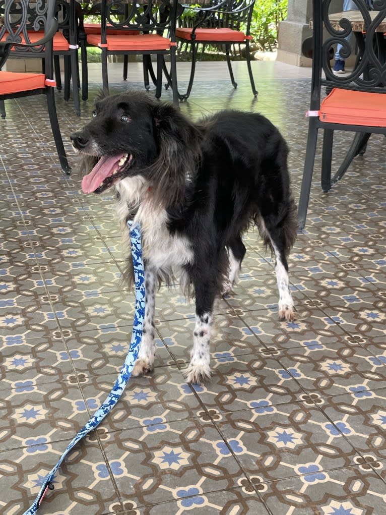 Black and white, a Boxer and Golden Retriever mix tested with EmbarkVet.com