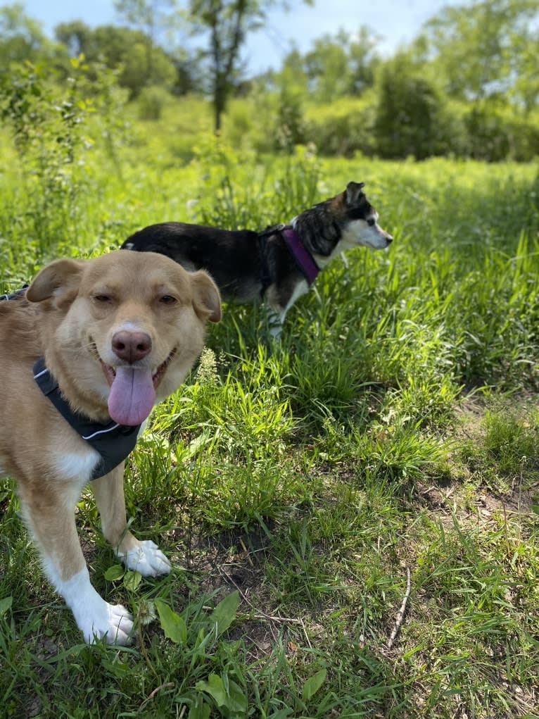 Minnie, an Australian Cattle Dog and German Shepherd Dog mix tested with EmbarkVet.com