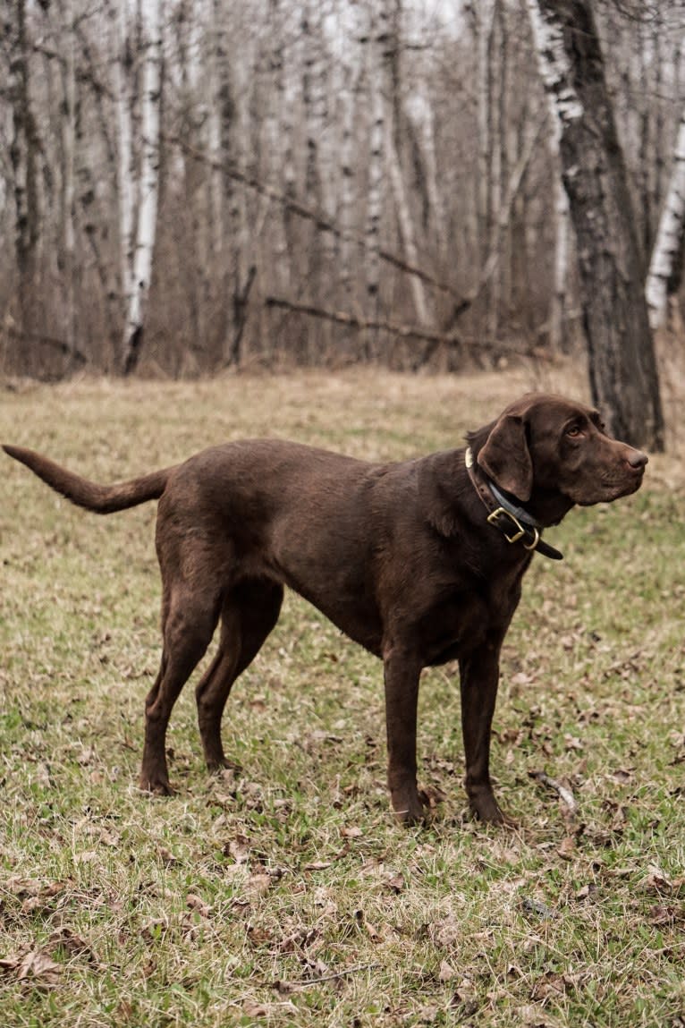 TILDEN'S THEIA, a Labrador Retriever and German Shorthaired Pointer mix tested with EmbarkVet.com