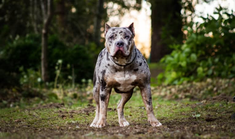 Queen B Raven, an American Bully tested with EmbarkVet.com