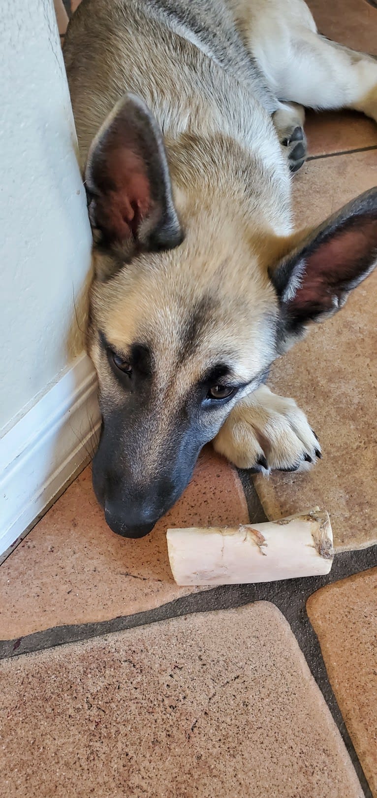 Ripley, a Belgian Malinois and Siberian Husky mix tested with EmbarkVet.com