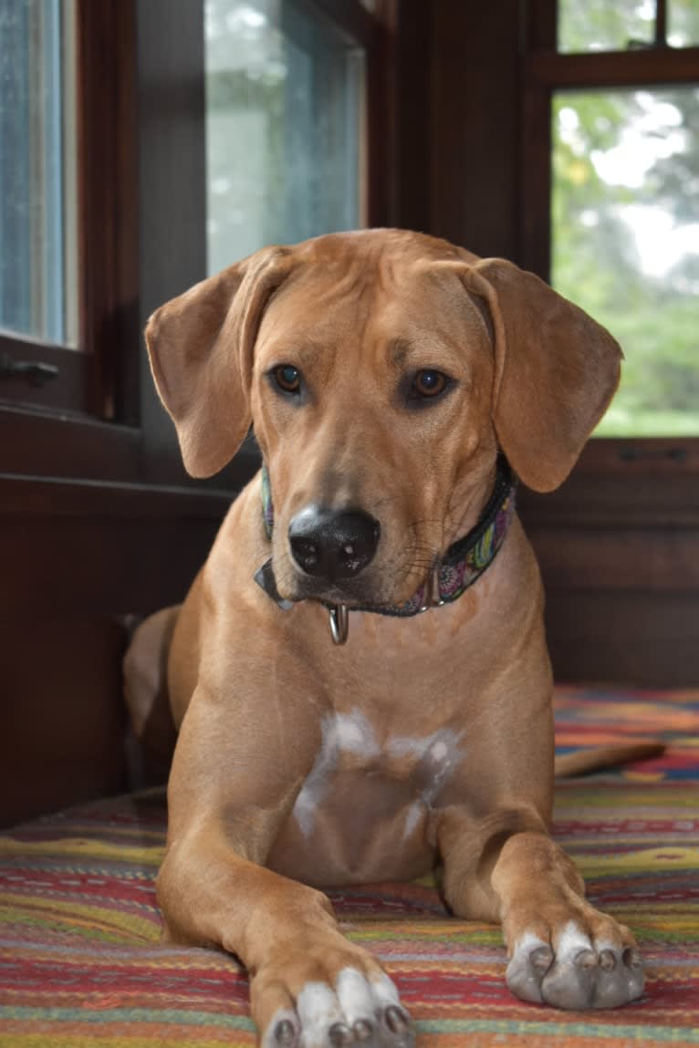 Iris, a Rhodesian Ridgeback tested with EmbarkVet.com