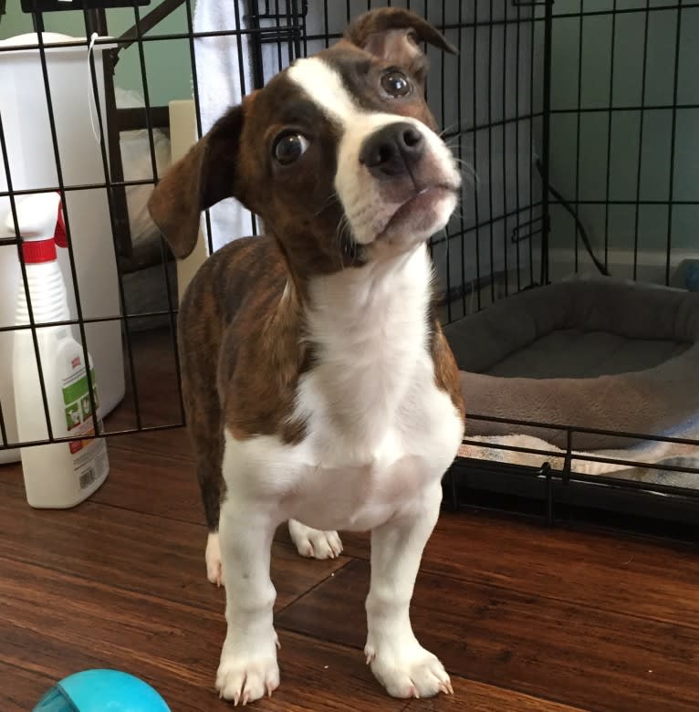 Skooch, a Miniature/MAS-type Australian Shepherd and Boston Terrier mix tested with EmbarkVet.com