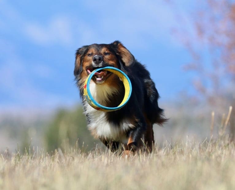 Burley, an English Shepherd tested with EmbarkVet.com