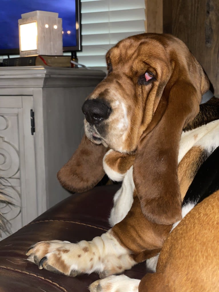 Murphy, a Basset Hound tested with EmbarkVet.com