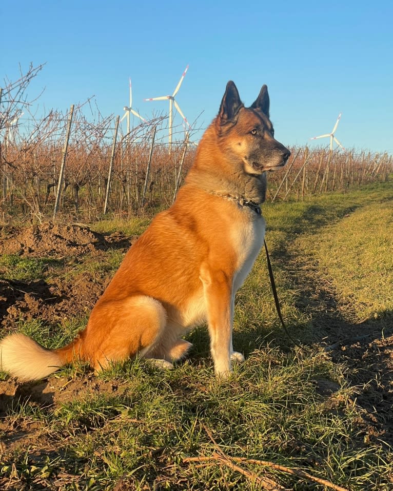 Anouk, a Yakutian Laika and Akita Inu mix tested with EmbarkVet.com