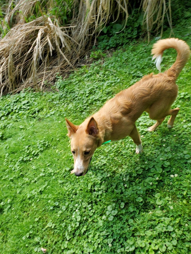 Antosha, an Arabian Village Dog tested with EmbarkVet.com