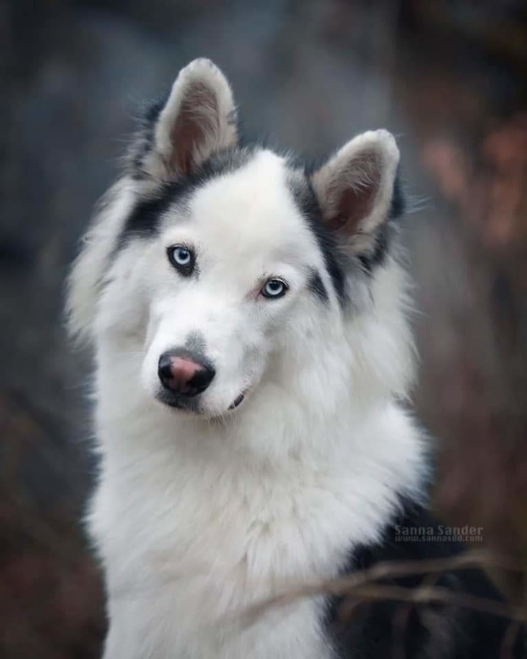 Faustus, a Yakutian Laika tested with EmbarkVet.com