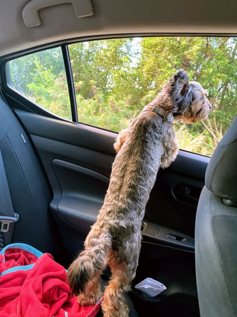 Dakota, a Shihpoo tested with EmbarkVet.com