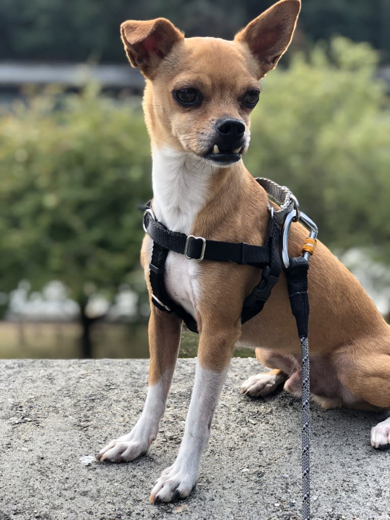Coyote, a Chihuahua and Rat Terrier mix tested with EmbarkVet.com