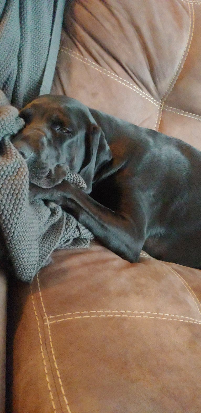 Nala Bear Brooks, a Bluetick Coonhound and Labrador Retriever mix tested with EmbarkVet.com