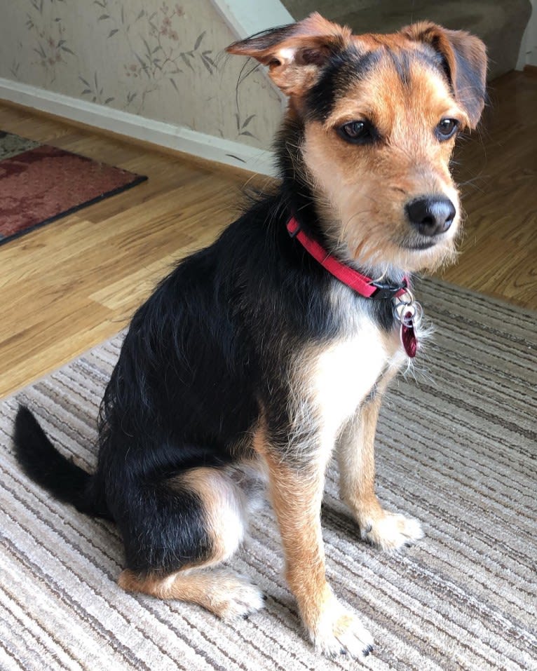 Enzo, a Yorkshire Terrier and Labrador Retriever mix tested with EmbarkVet.com