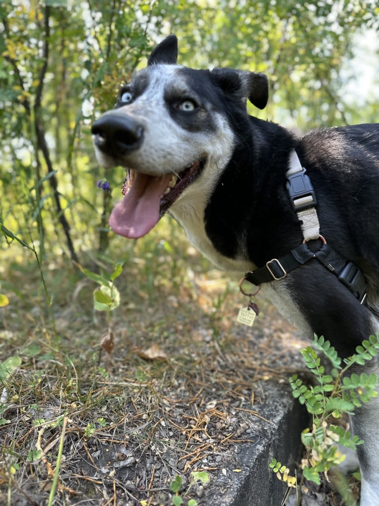 Blue, a Siberian Husky and German Shepherd Dog mix tested with EmbarkVet.com