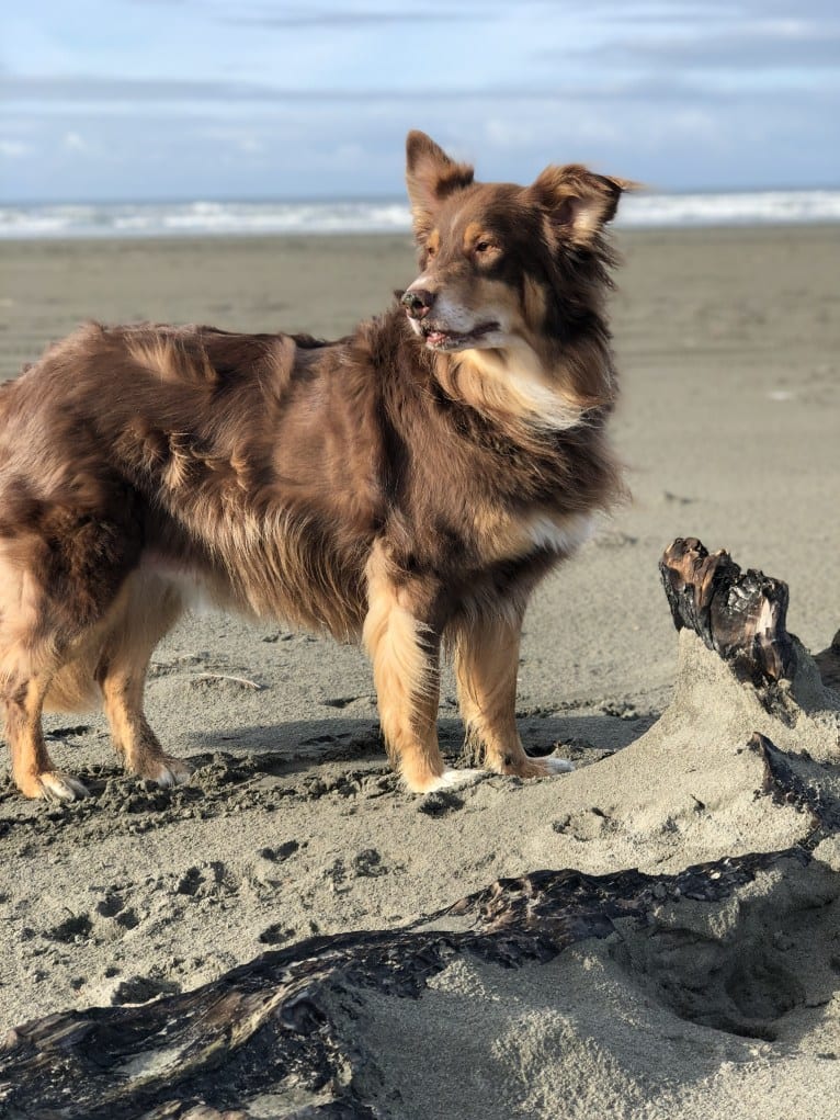 Rosie O'Doggell, an Australian Shepherd and German Shepherd Dog mix tested with EmbarkVet.com