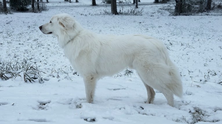 Luca, a Great Pyrenees and Pomeranian mix tested with EmbarkVet.com