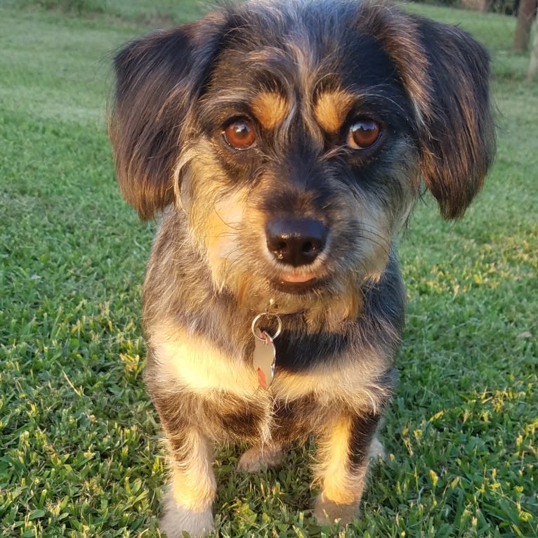 Gracie, a Chihuahua and Dachshund mix tested with EmbarkVet.com