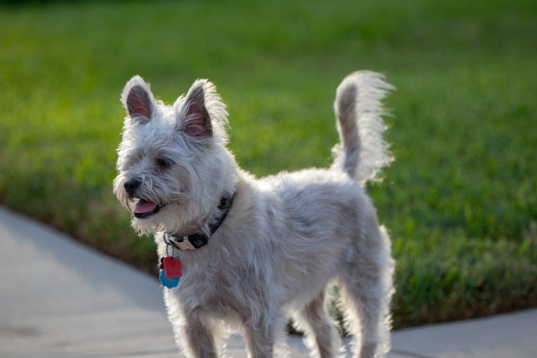 Whiskey, a Poodle (Small) and Siberian Husky mix tested with EmbarkVet.com