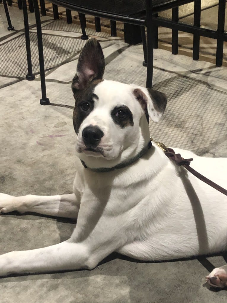 River, an American Pit Bull Terrier and Australian Cattle Dog mix tested with EmbarkVet.com
