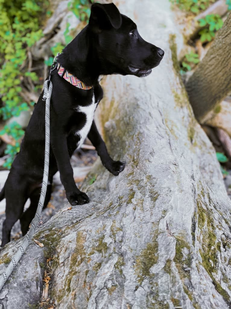 Mooshie, an American Pit Bull Terrier and German Shepherd Dog mix tested with EmbarkVet.com