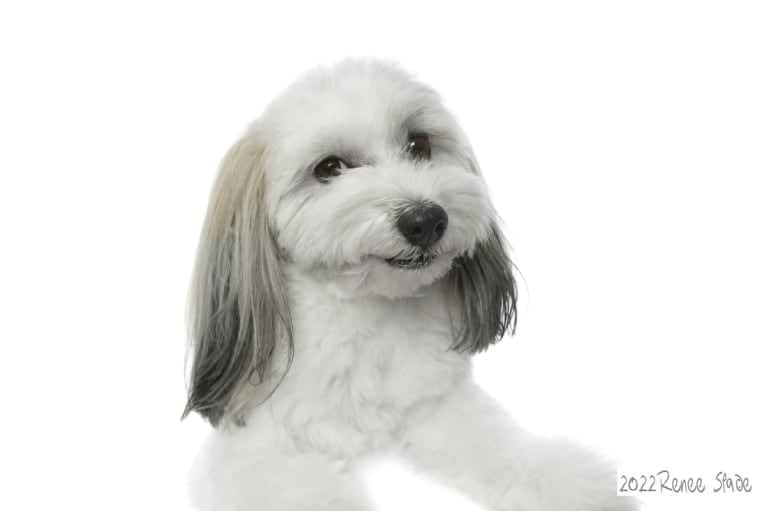 Liam, a Havanese tested with EmbarkVet.com