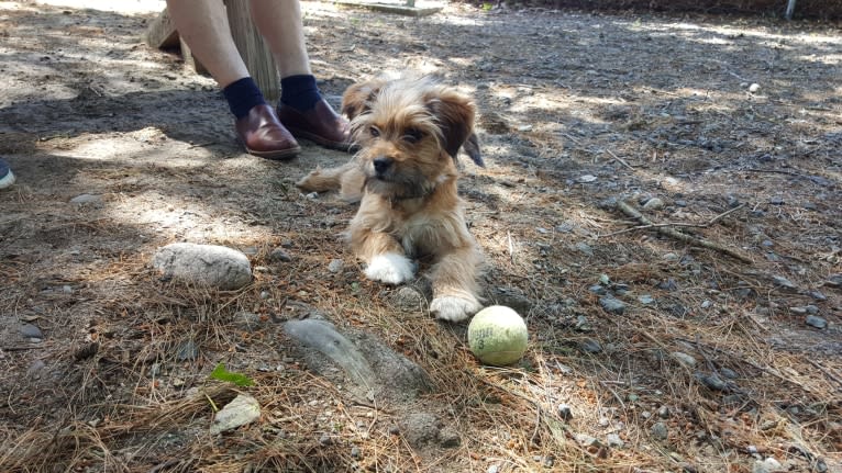 Benji, a Lhasa Apso and Chihuahua mix tested with EmbarkVet.com