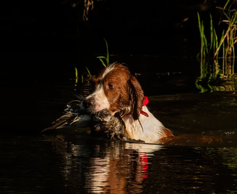 Finn, an Irish Red and White Setter tested with EmbarkVet.com