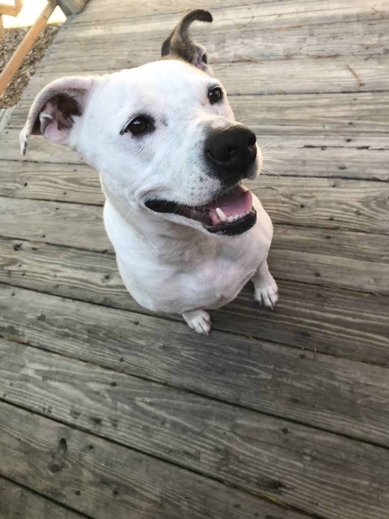 Belle, an American Pit Bull Terrier and Chow Chow mix tested with EmbarkVet.com