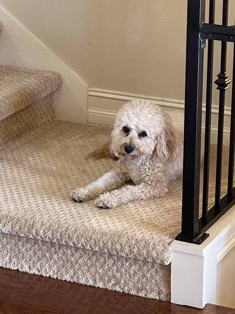 Leo, a Cavapoo tested with EmbarkVet.com