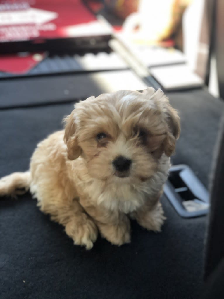 Jax, a Cavalier King Charles Spaniel and Havanese mix tested with EmbarkVet.com