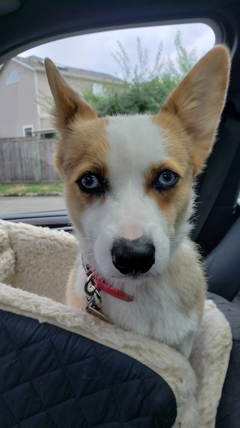 Luna Lu, a Pembroke Welsh Corgi tested with EmbarkVet.com