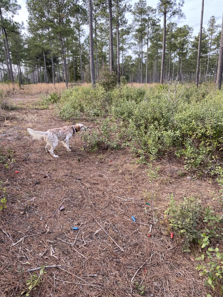 Toby, a Llewellin Setter tested with EmbarkVet.com