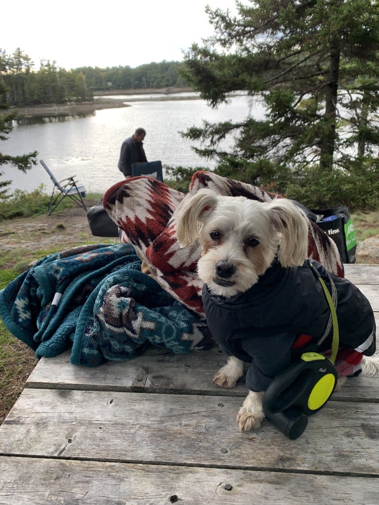 Finley, an American Village Dog and Poodle (Small) mix tested with EmbarkVet.com