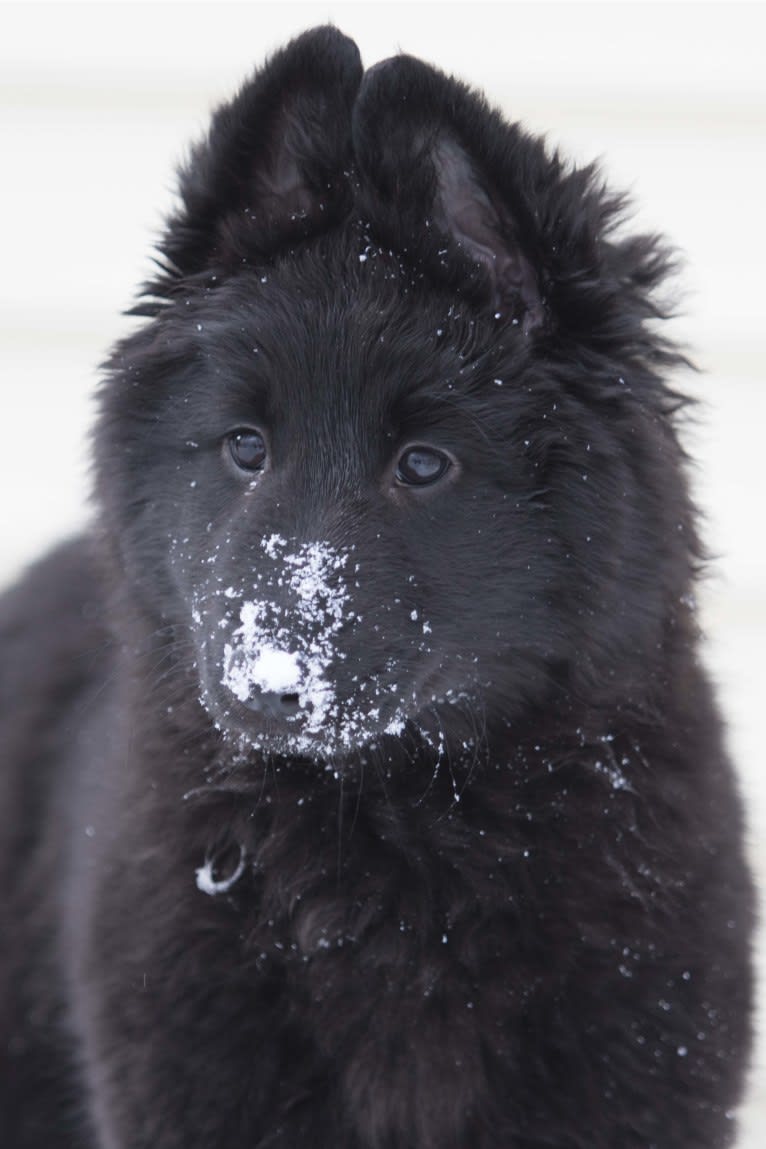 Skye, a Belgian Shepherd tested with EmbarkVet.com