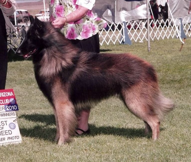 Sage, a Belgian Shepherd tested with EmbarkVet.com