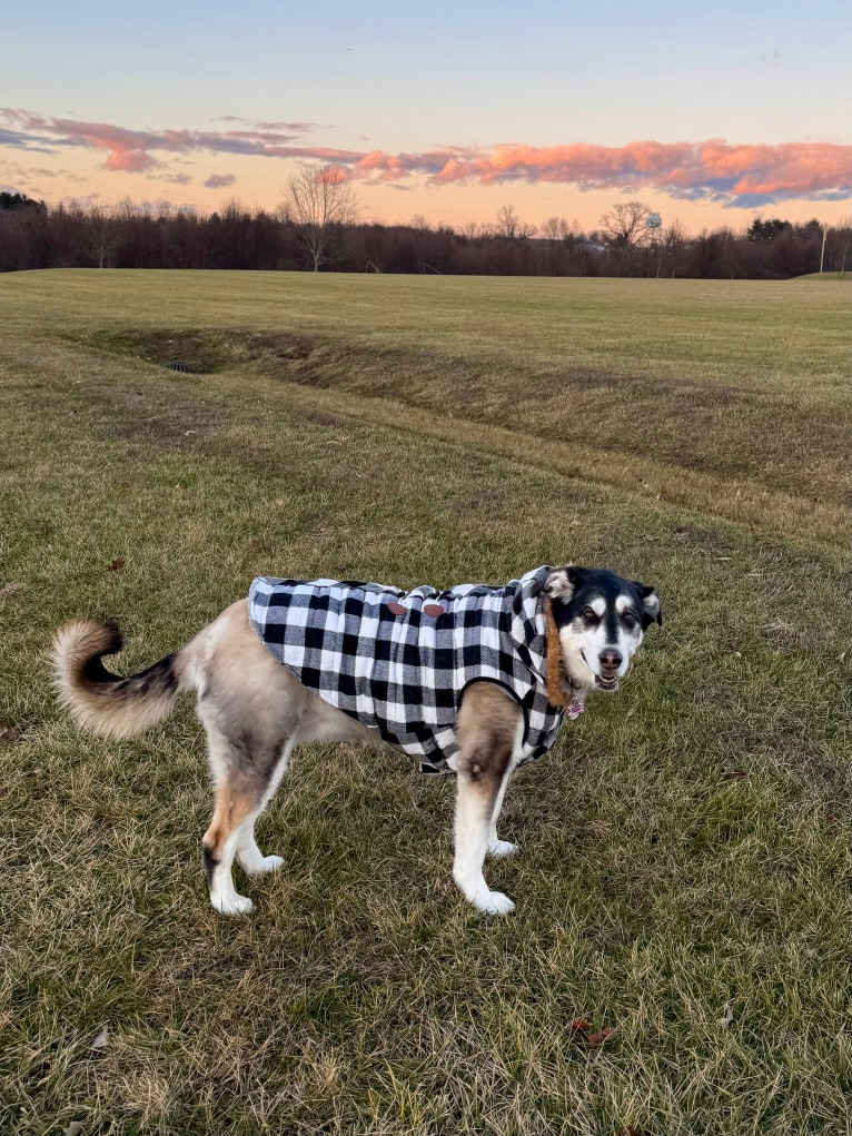 Keira, an Alaskan Malamute and Siberian Husky mix tested with EmbarkVet.com