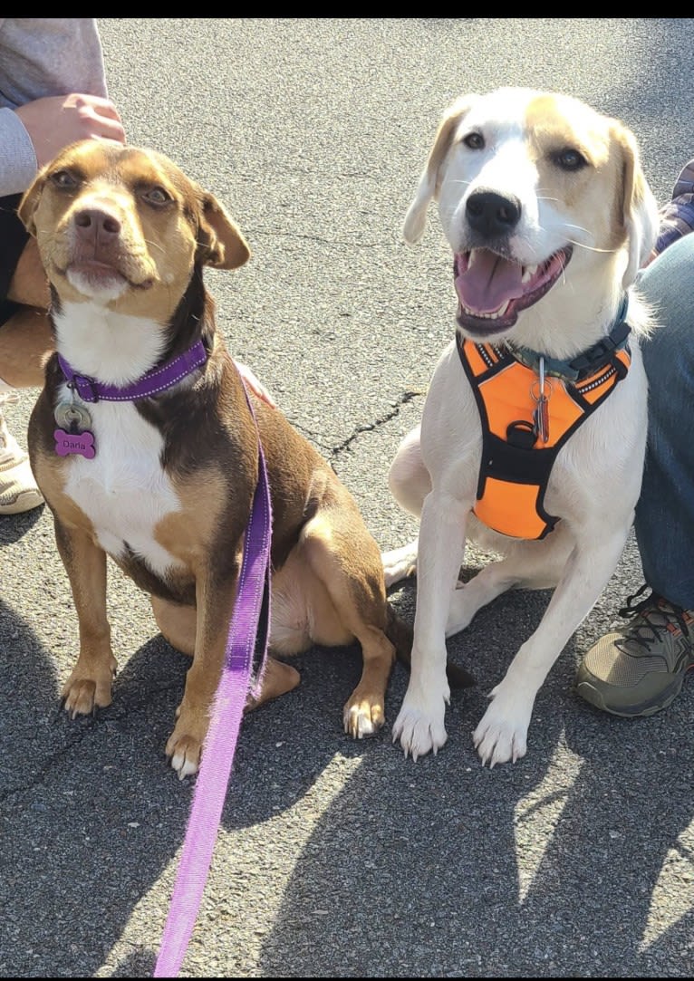 Hudson, an American Pit Bull Terrier and Great Pyrenees mix tested with EmbarkVet.com