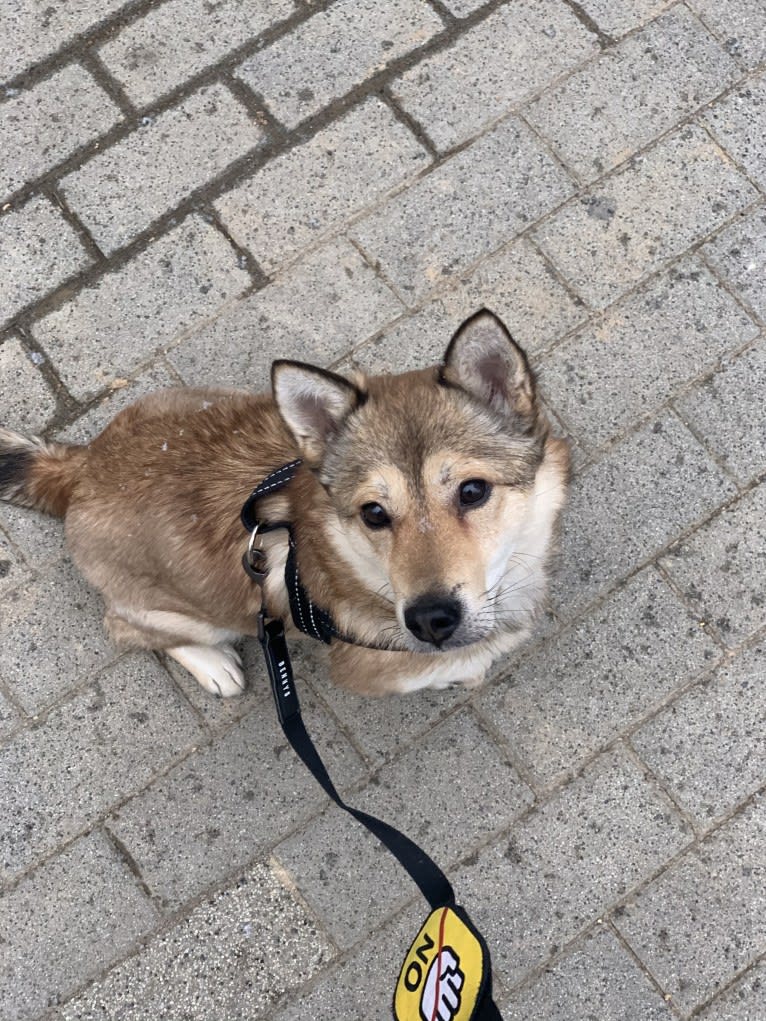 Calcifer, a Japanese or Korean Village Dog tested with EmbarkVet.com