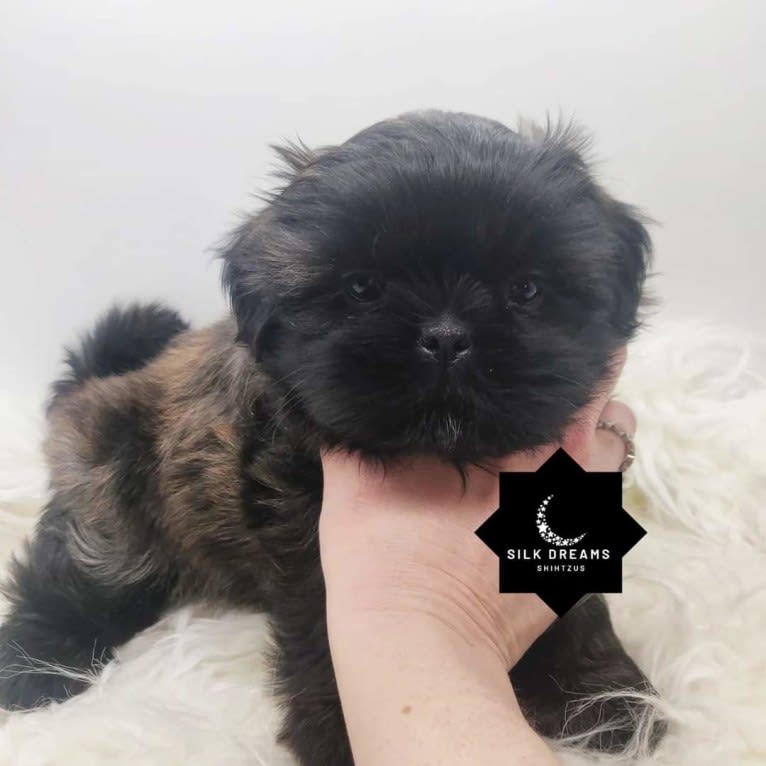 Pickles, a Shih Tzu tested with EmbarkVet.com