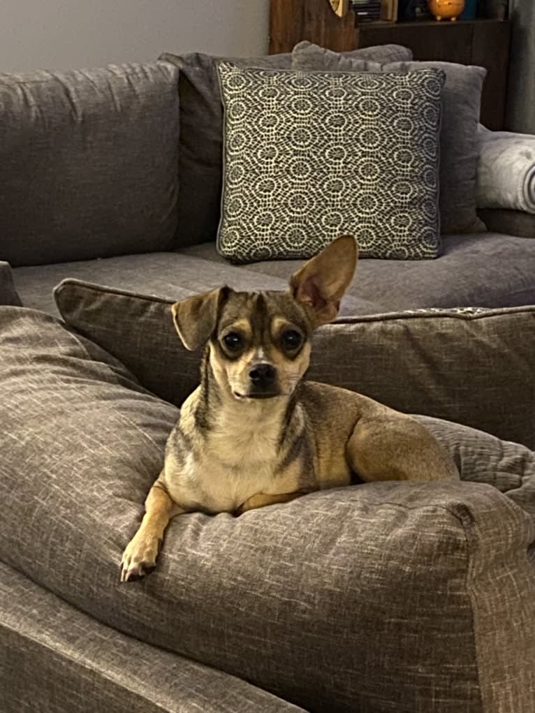 Milo, a Chihuahua and Rat Terrier mix tested with EmbarkVet.com