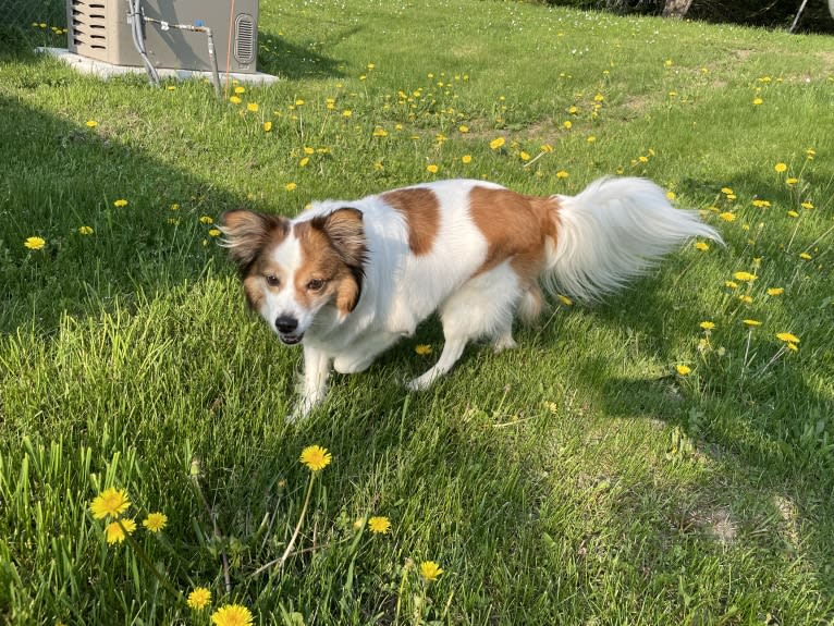 Cooper, an Australian Cattle Dog and Shih Tzu mix tested with EmbarkVet.com