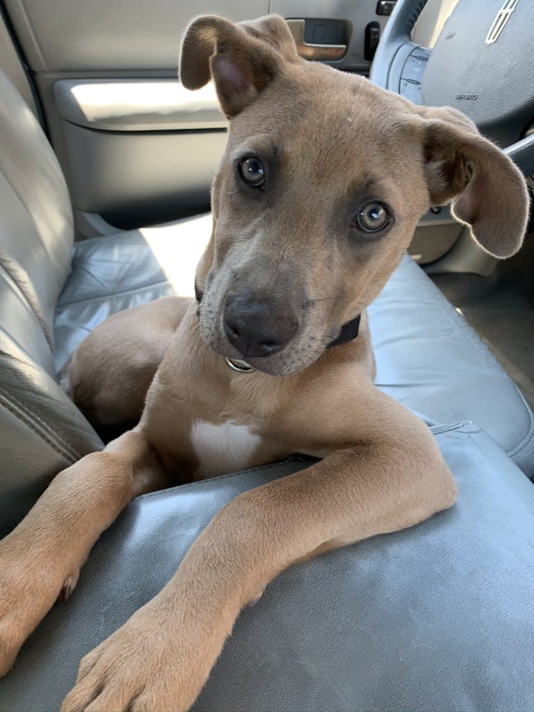 Remy, an American Pit Bull Terrier and American Staffordshire Terrier mix tested with EmbarkVet.com