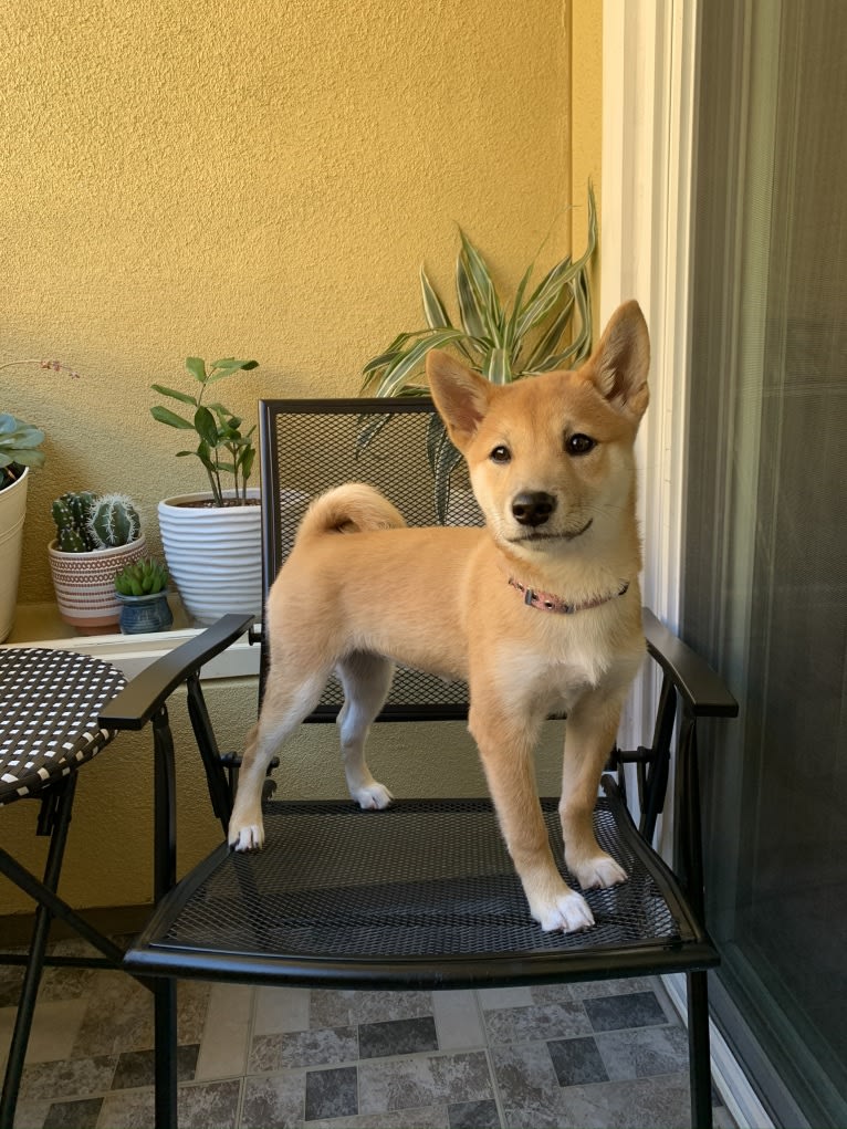 Madison, a Shiba Inu tested with EmbarkVet.com