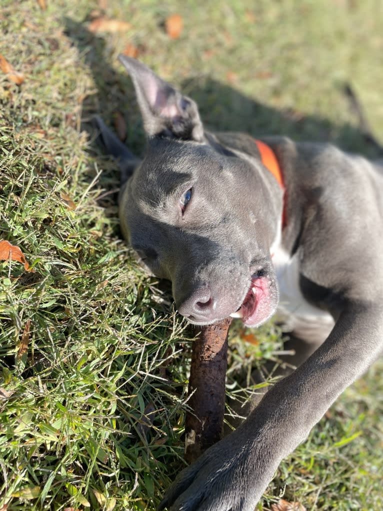 Oliver, an American Pit Bull Terrier tested with EmbarkVet.com