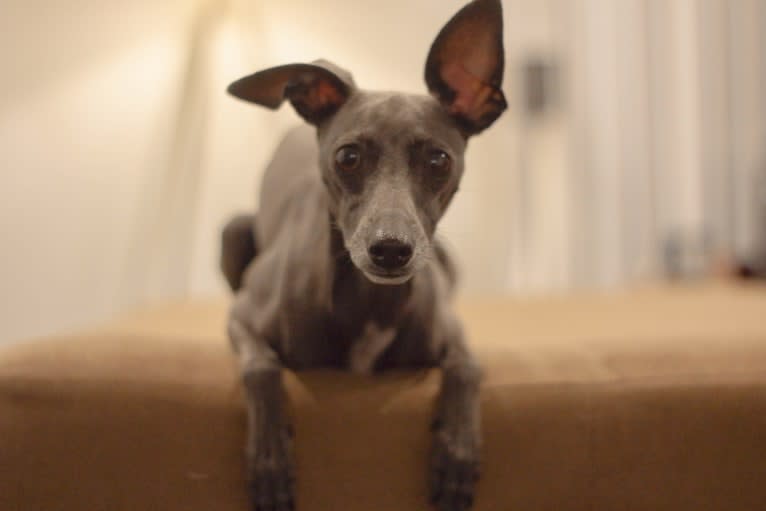 Monty, an Italian Greyhound and Chihuahua mix tested with EmbarkVet.com