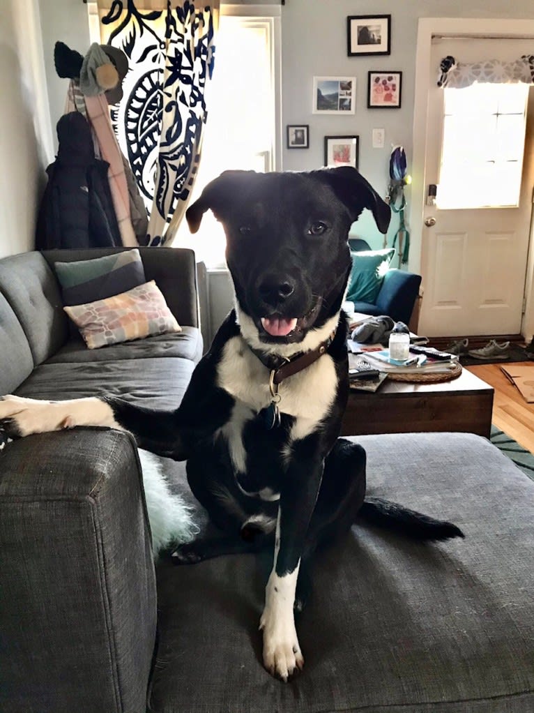 Ralph, an Australian Cattle Dog and American Pit Bull Terrier mix tested with EmbarkVet.com