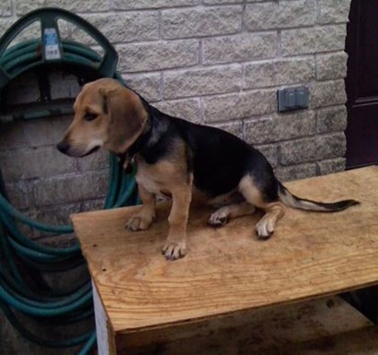 Polly, a Basset Hound and Weimaraner mix tested with EmbarkVet.com