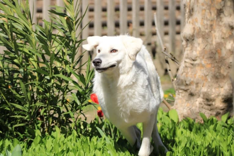 Akira, an Eastern European Village Dog tested with EmbarkVet.com