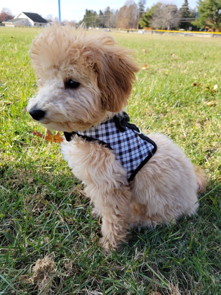 Bailee, a Bichonpoo tested with EmbarkVet.com