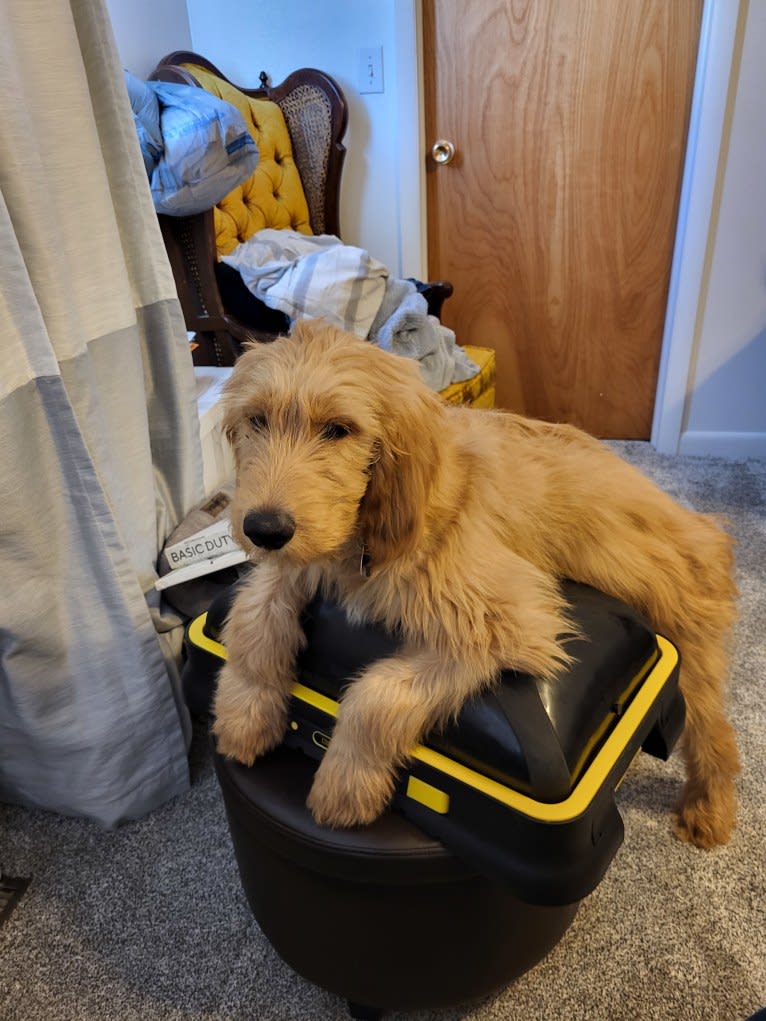 Tobias Lincoln, a Goldendoodle tested with EmbarkVet.com